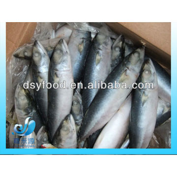 FROZEN PACIFIC MACKEREL FISH WHOLE ROUND